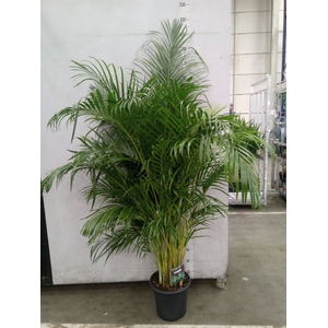 Dypsis lutescens   ...Chrysalidoca