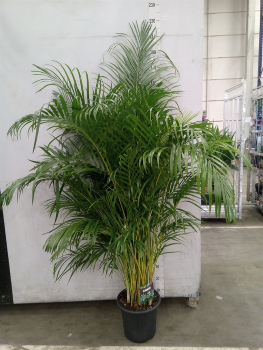 <h4>Dypsis lutescens   ...Chrysalidoca</h4>