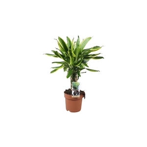 Dracaena Golden Coast carroussel