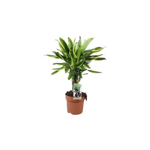 <h4>Dracaena Golden Coast carroussel</h4>