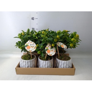 Arr.   Tuinplanten H%