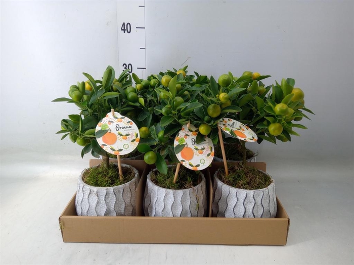 <h4>Arr. Tuinplanten H%</h4>