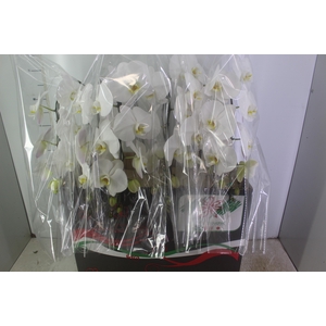 PHALAENOPSIS CASCATA P15 BRANCO MIN 8 FLS