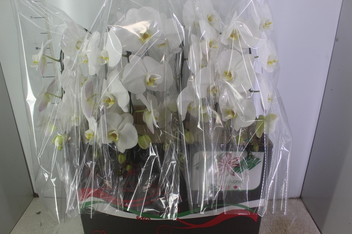 <h4>PHALAENOPSIS CASCATA P15 BRANCO MIN 8 FLS</h4>