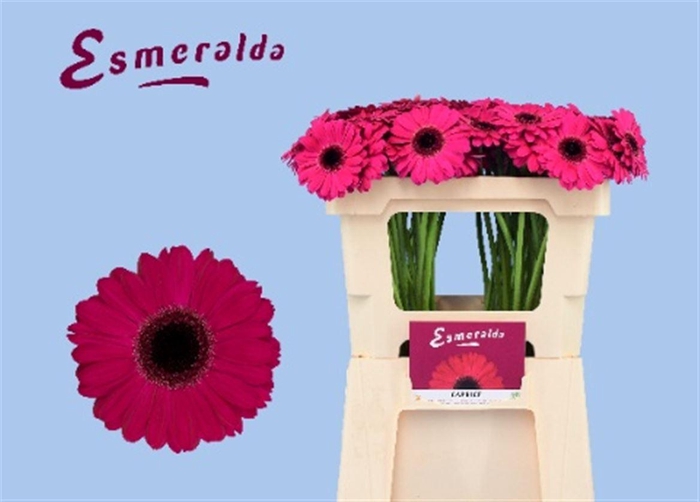 <h4>Ge Mi Caprice Water</h4>