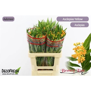 Asclepias silky gold