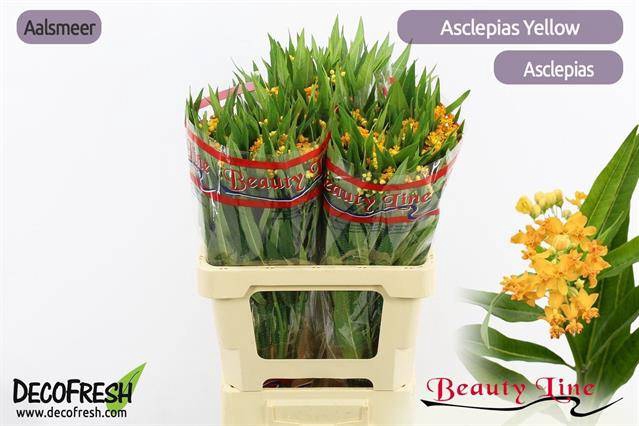 <h4>Asclepias silky gold</h4>