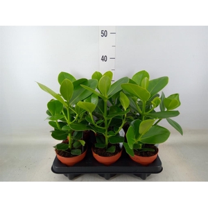 Clusia rosea 'Princess'