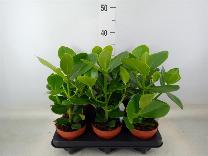 <h4>Clusia rosea 'Princess'</h4>