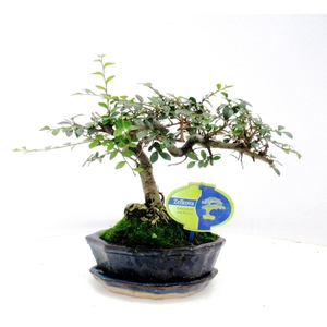 Zelkova parvifolia, 15cm., shape, with driptray