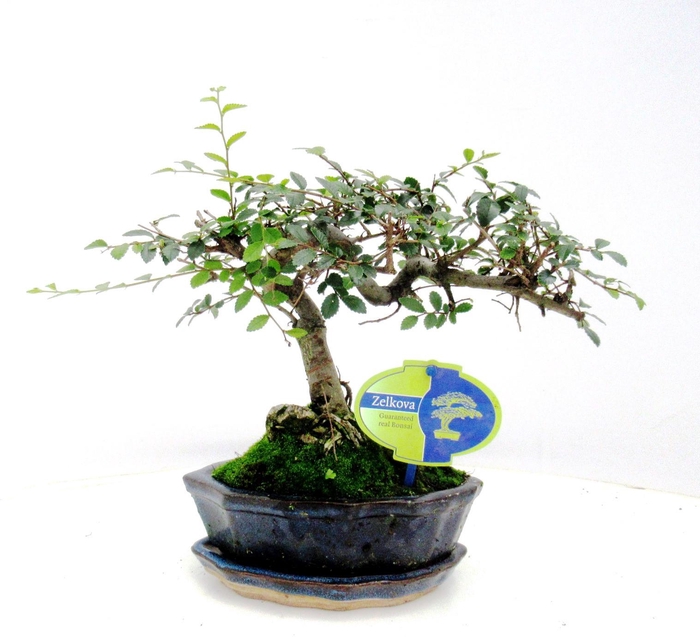 <h4>Zelkova parvifolia, 15cm., shape, with driptray</h4>