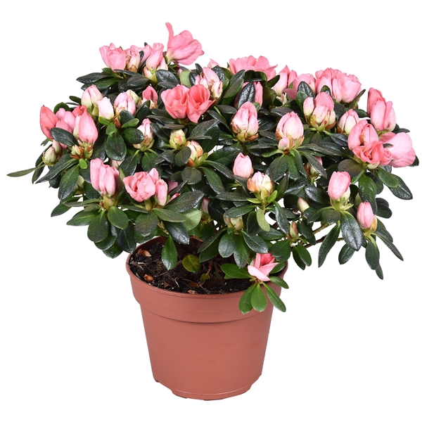 <h4>Azalea 'Franziska R' zalm 13cm</h4>