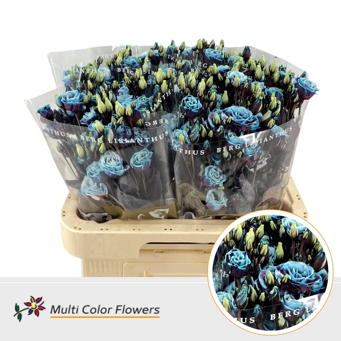 <h4>Eus G Terra Blue</h4>