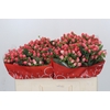 Hypericum Sweet Romance