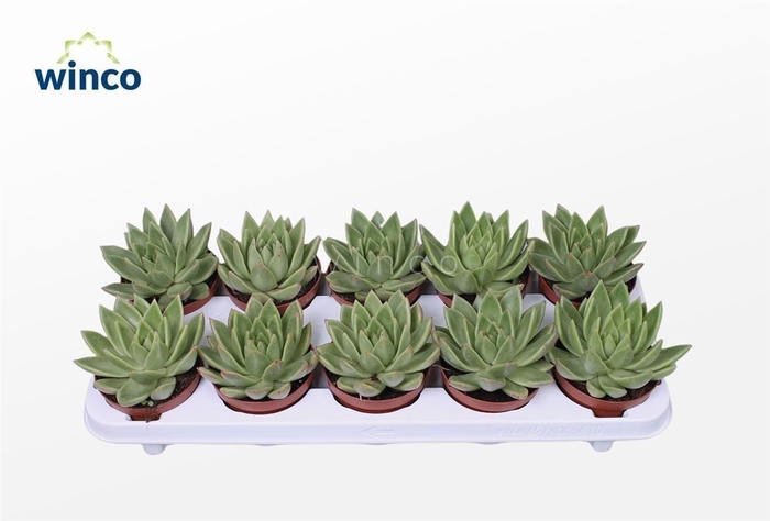 <h4>Echeveria Miranda</h4>