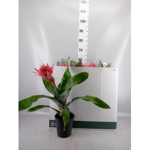 Aechmea fasciata 'Primera'