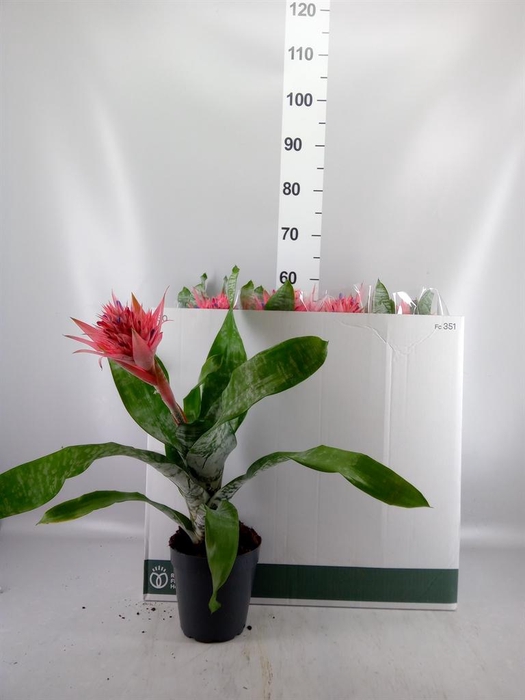 <h4>Aechmea fasciata 'Primera'</h4>