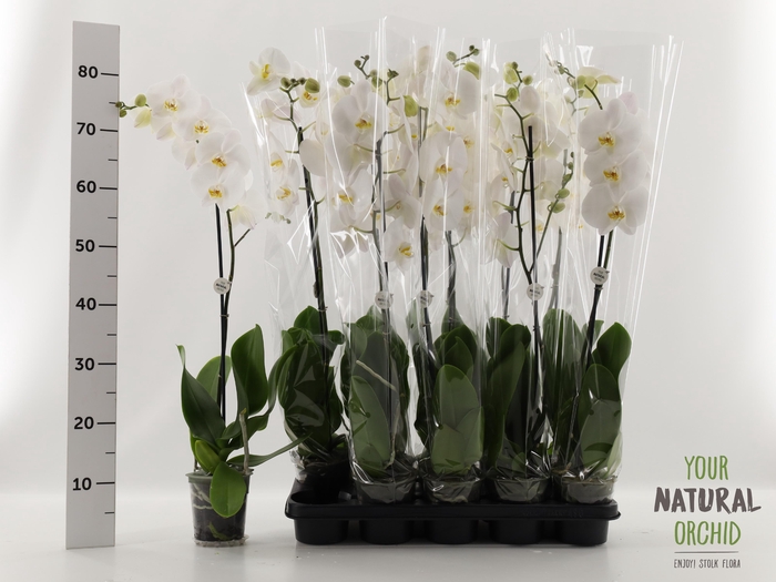 <h4>PHAL OV WIT</h4>