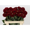 Dahlia Red Fox