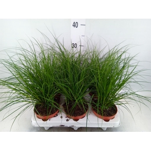 Carex brunnea