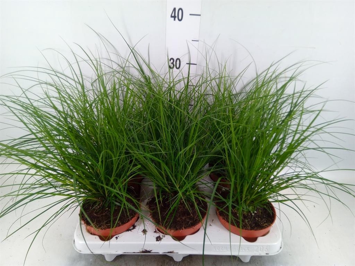 <h4>Carex brunnea</h4>
