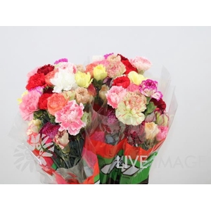 Dianthus st mix rainbow
