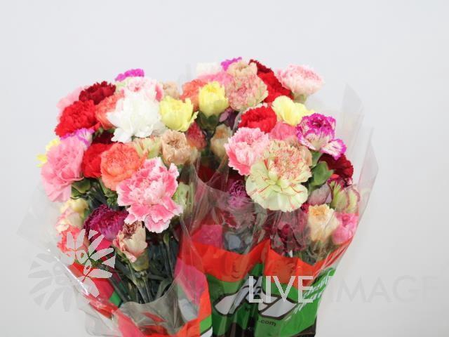 <h4>Dianthus st mix rainbow</h4>
