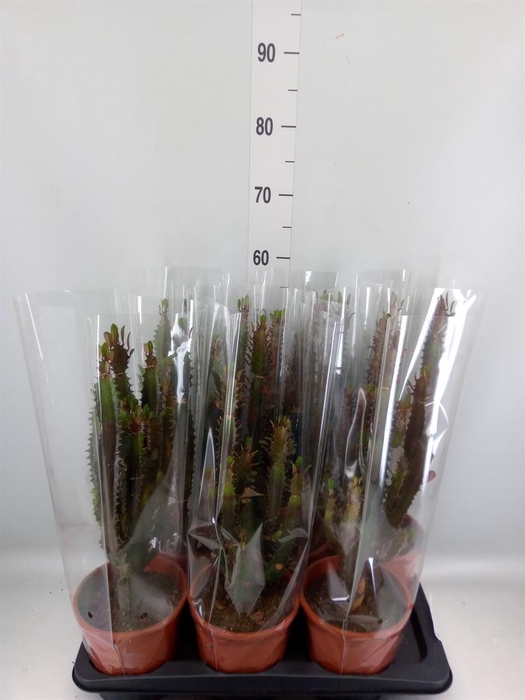 <h4>Euphorbia trigona 'Rubra'</h4>