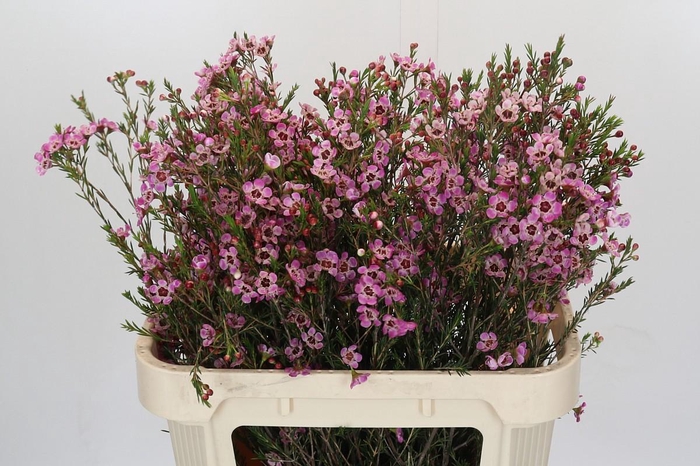 <h4>Chamelaucium megalopetalum 'Grand Adi'</h4>