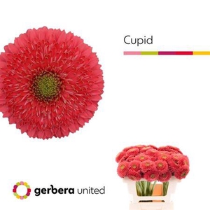 Ge Mi Pom Terra Cupid