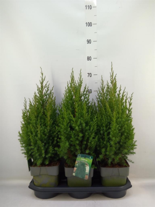 <h4>Juniperus chinensis 'Stricta'</h4>