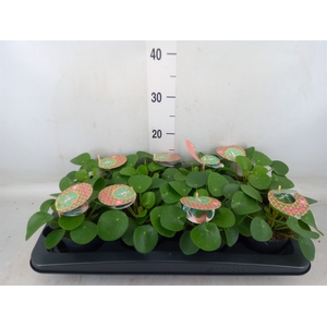 Pilea peperomoides