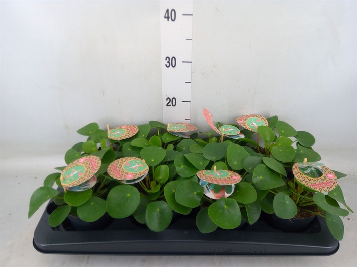 <h4>Pilea peperomoides</h4>