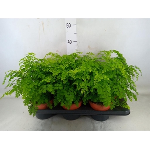 Adiantum raddi. 'Fragrans'