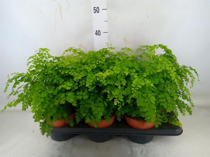 <h4>Adiantum raddi. 'Fragrans'</h4>