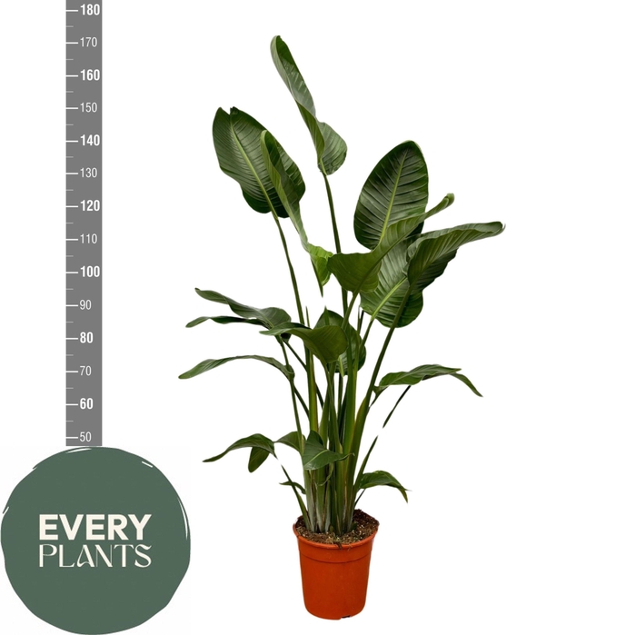 <h4>STRELITZIA NICOLAI</h4>