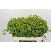 Bupleurum Griffithii