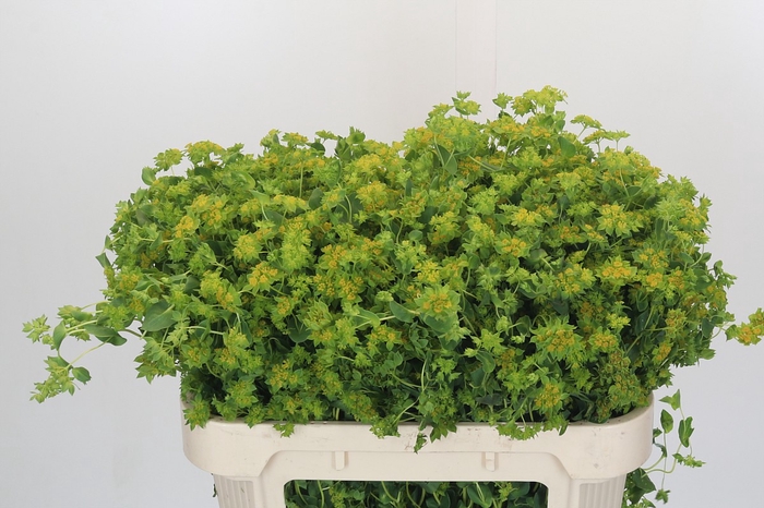 <h4>Bupleurum Griffithii</h4>