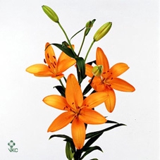 11571: Consideration arrangement