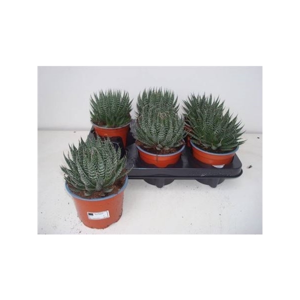 <h4>Aloe Aristata</h4>