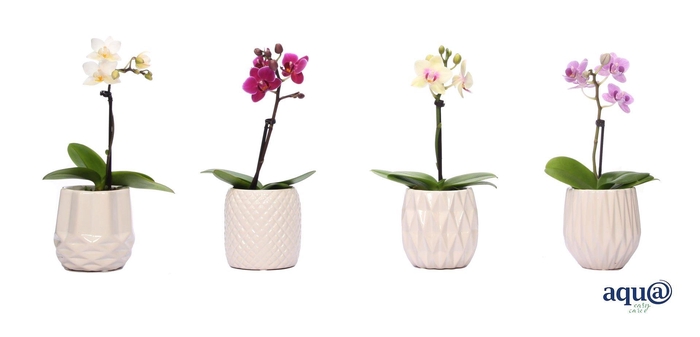 <h4>Dolomite Mix Tiny Dolls Mix 1T7+ Aqu@</h4>