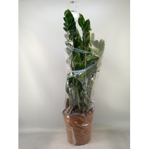 Zamioculcas zamiifolia