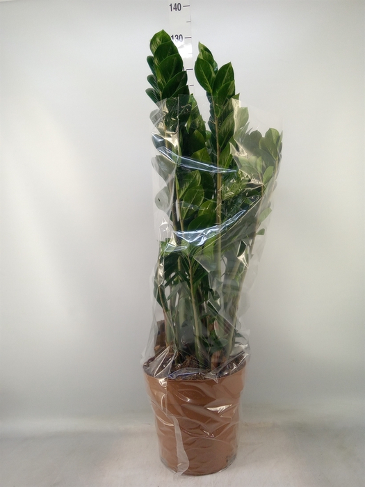 <h4>Zamioculcas zamiifolia</h4>