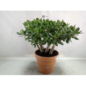 Crassula ovata