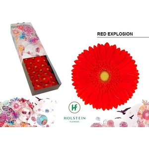 Gerbera Red Explosion Doos
