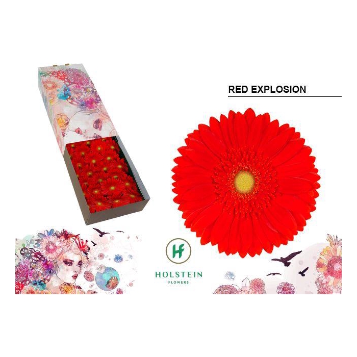 <h4>Ge Gr Red Explosion</h4>