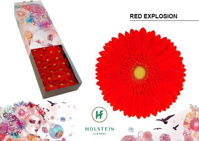 <h4>Gerbera Red Explosion Doos</h4>