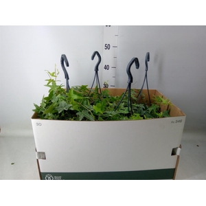 Hedera helix 'Mona Lisa'