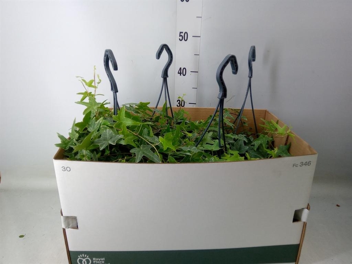 <h4>Hedera helix 'Mona Lisa'</h4>