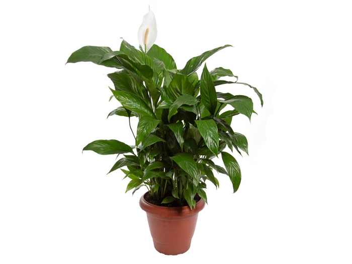 <h4>SPATHIPHYLLUM COM FLOR P40 COM FLOR</h4>